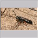 Episyron rufipes - Wegwespe w03 beim Nestbau.jpg